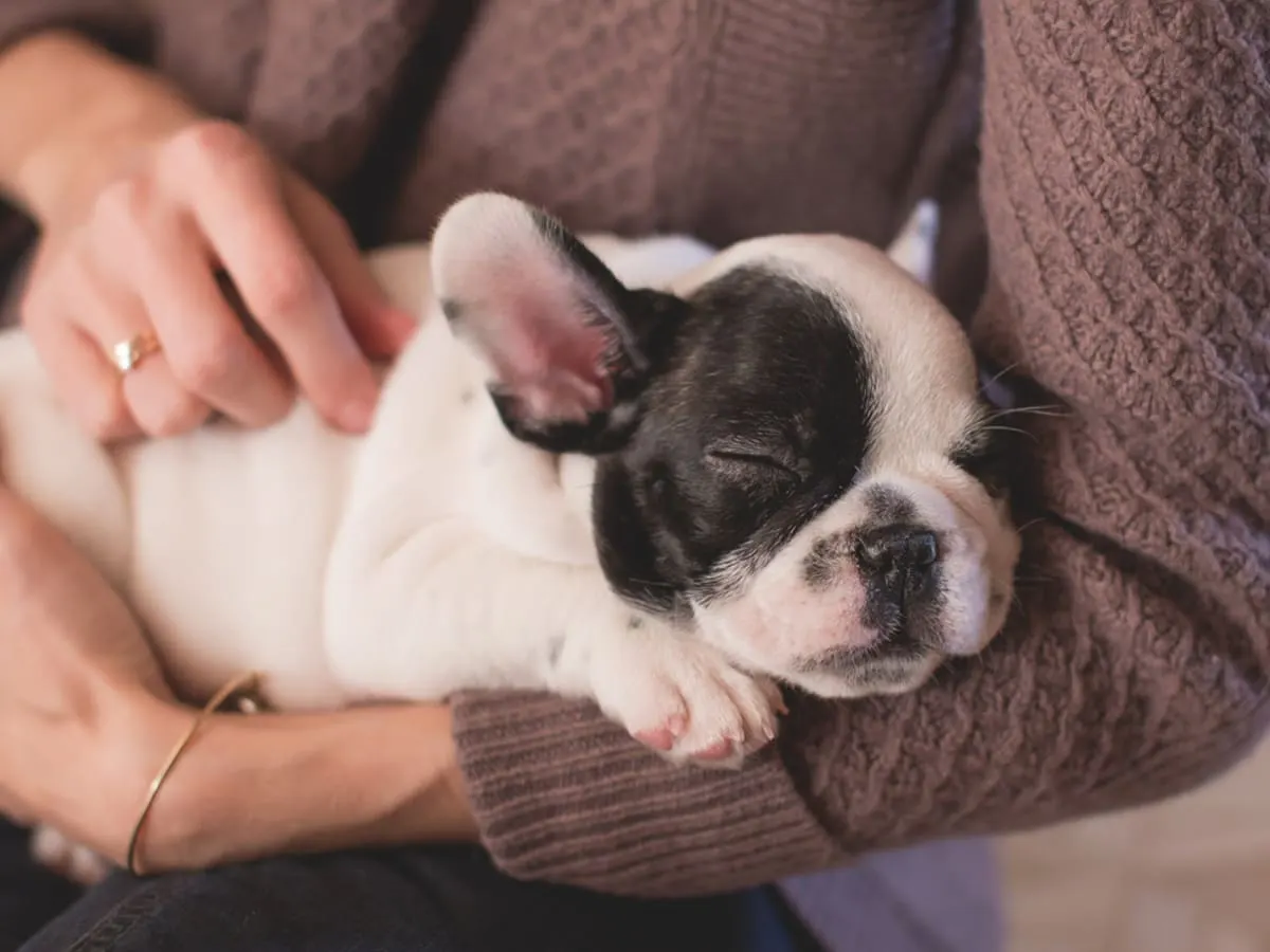 Photo d'Une personne qui tient un petit chien dans les bras