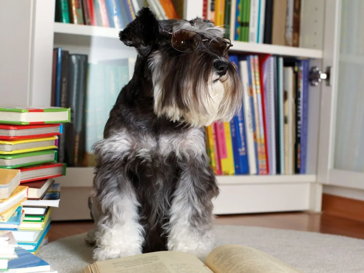 Un chien et des livres