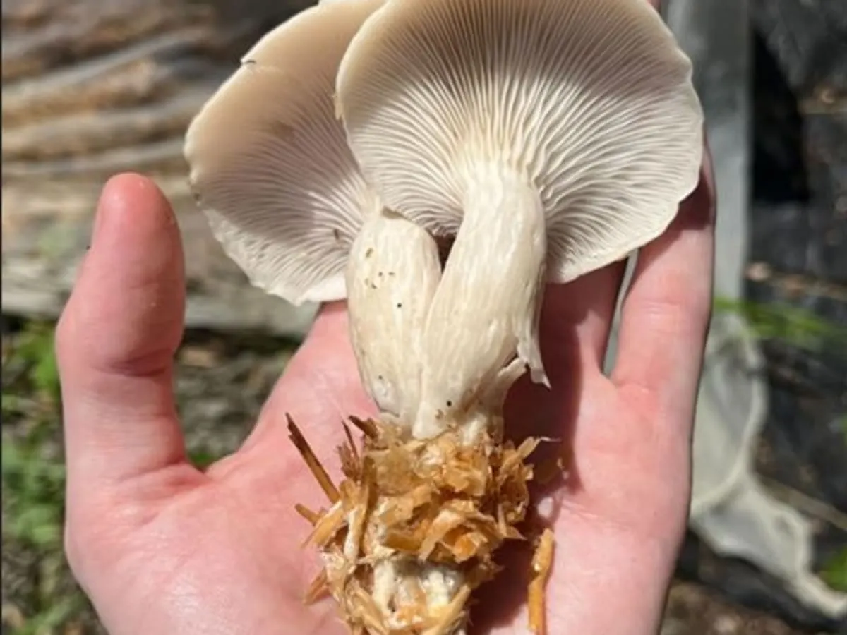 Une main qui tient des champignons