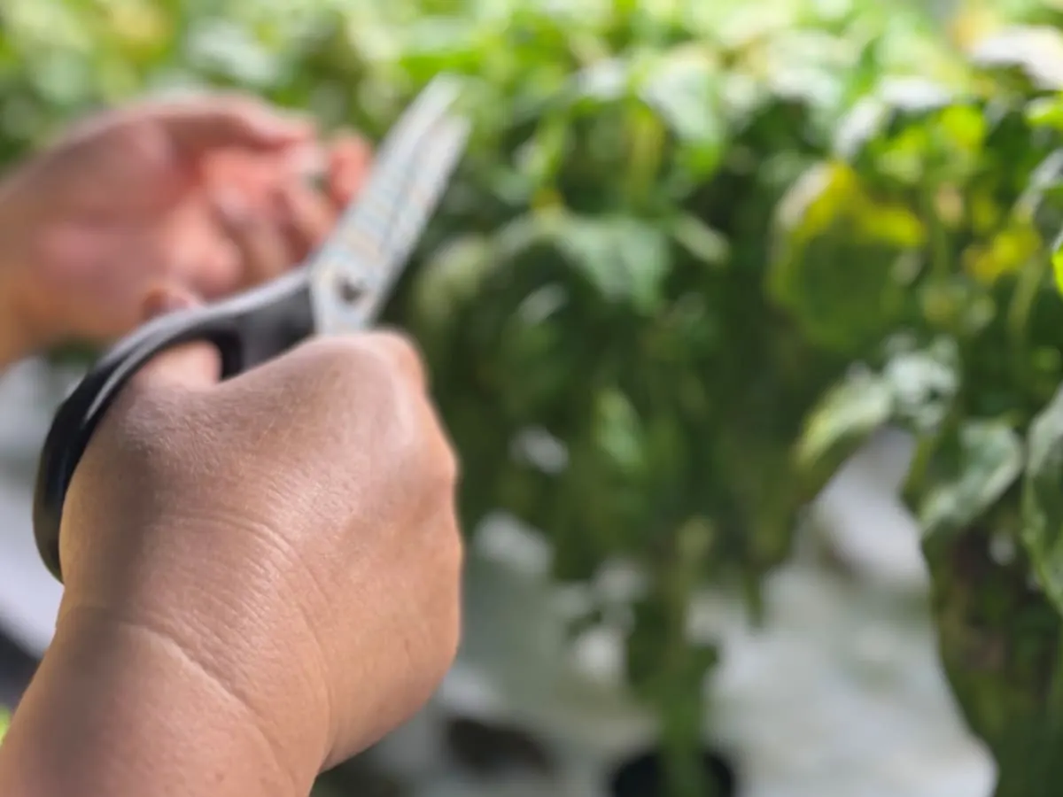 Photo de mains tenant des ciseaux devant des plantes cultivées à l'aide de l'hydroponie
